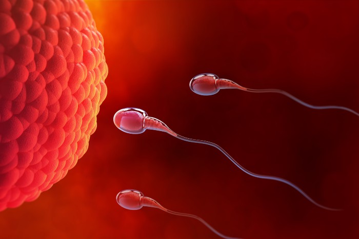 How Do Healthy Sperm Look Like